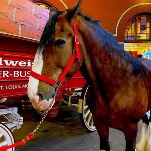 Meet your Posher, Cole